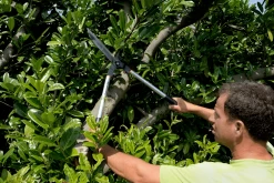 Bahco P51H-SL Extra Long Hedge Shears, Heavy Duty, Lightweight With Aluminium Handle 33 Bahco P51H-SL Extra Long Hedge Shears, Heavy Duty, Lightweight With Aluminium Handle -Plant Care Shop Bahco P51H SL Extra Long Hedge Shears Heavy Duty Lightweight with Aluminium Handle 9 82972.1707204594