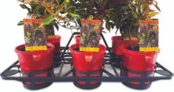 Efficiency Shuttle Tray For 140mmØ Pots - 6 Cell -Plant Care Shop Efficiency Shuttle Tray for 140mm Pots 6 Cell 1 81935.1686784947