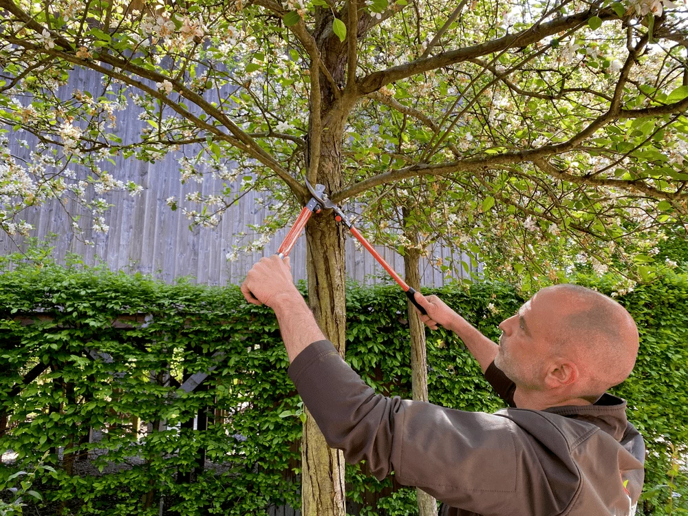 Bahco P16-60-F Professional 30mm Bypass Loppers With Steel Handle 9 Bahco P16-60-F Professional 30mm Bypass Loppers With Steel Handle - Image 7