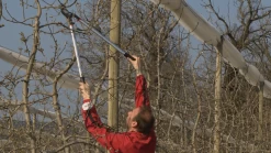 Bahco P280-SL-80 Professional 55mm Bypass Loppers With Long Lightweight Aluminium Handle -Plant Care Shop P280 SL 80 Professional 55mm Bypass Loppers with Long Lightweight Aluminium Handle 5 25328.1707204881