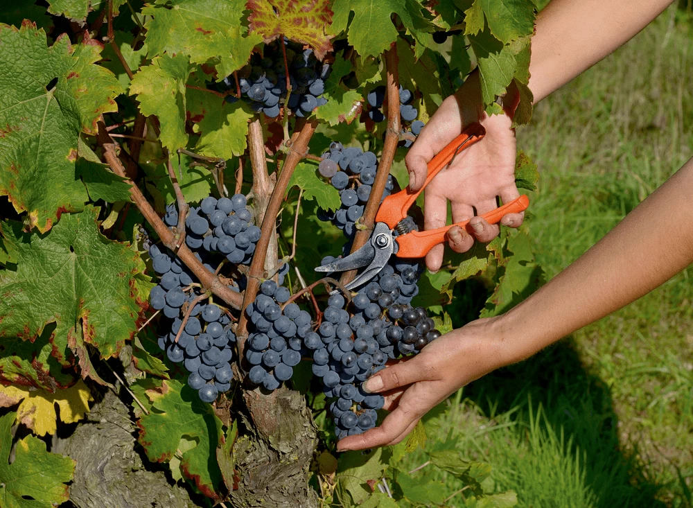 Bahco P123-19 10mm Bypass Snips With Fibreglass Handle 4 Bahco P123-19 10mm Bypass Snips With Fibreglass Handle - Image 2