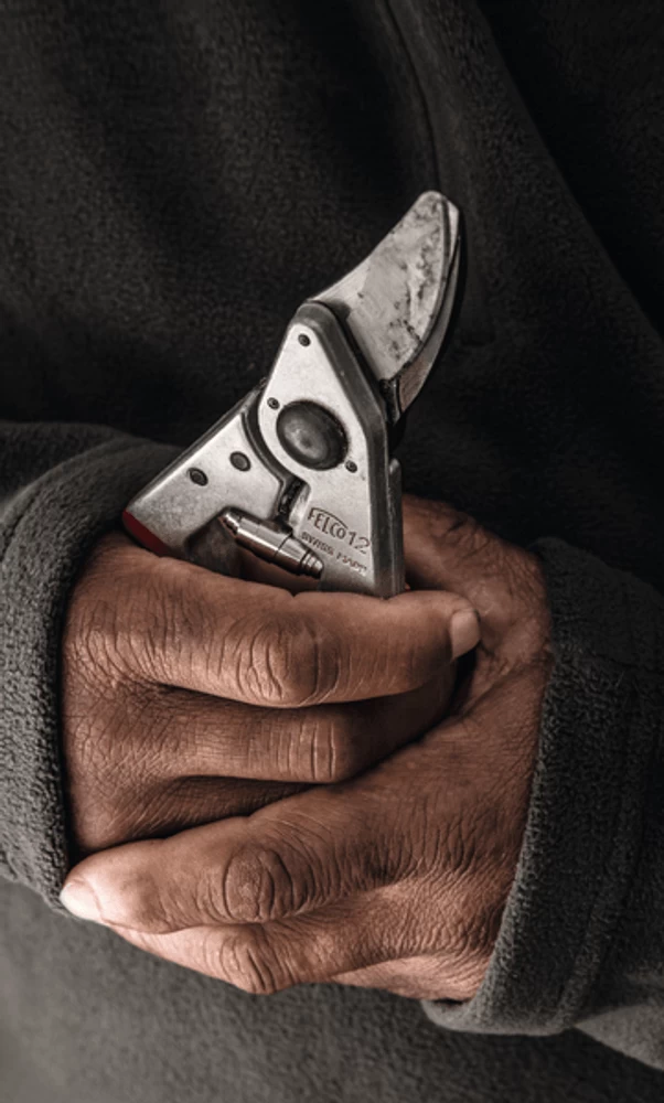 Felco 12 Secateurs 4 Felco 12 Secateurs - Image 2