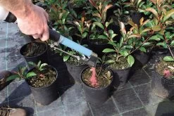 Handheld Topdressing Fertiliser Dispenser (Short) 9 Handheld Topdressing Fertiliser Dispenser (Short) -Plant Care Shop fertilEasy13 26819.1656574251