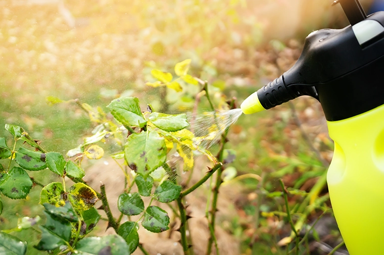 Plant Care Shop -Plant Care Shop spraying a rose bush with a fungicide